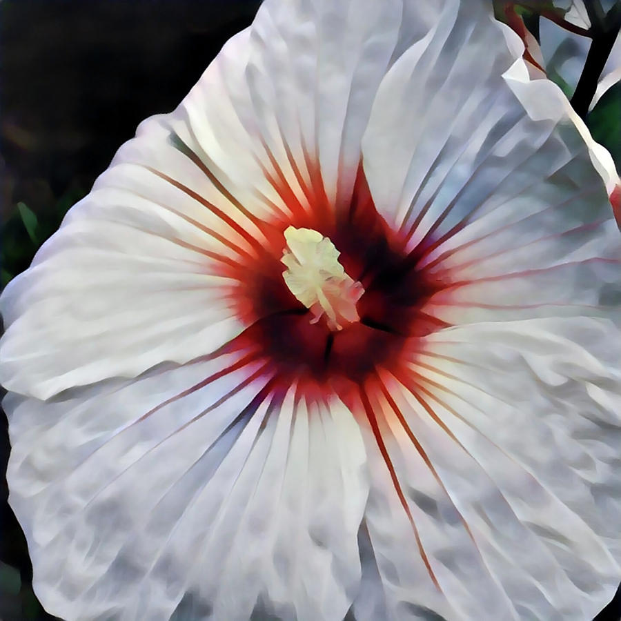 Hibiscus Photograph by Jackson Pearson