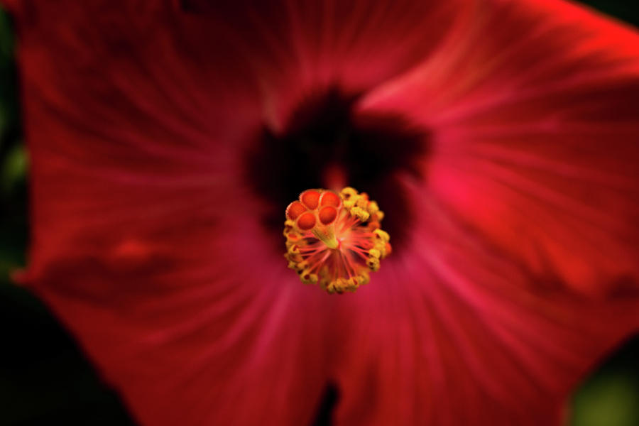 Hibiscus Photograph by Jay Stockhaus