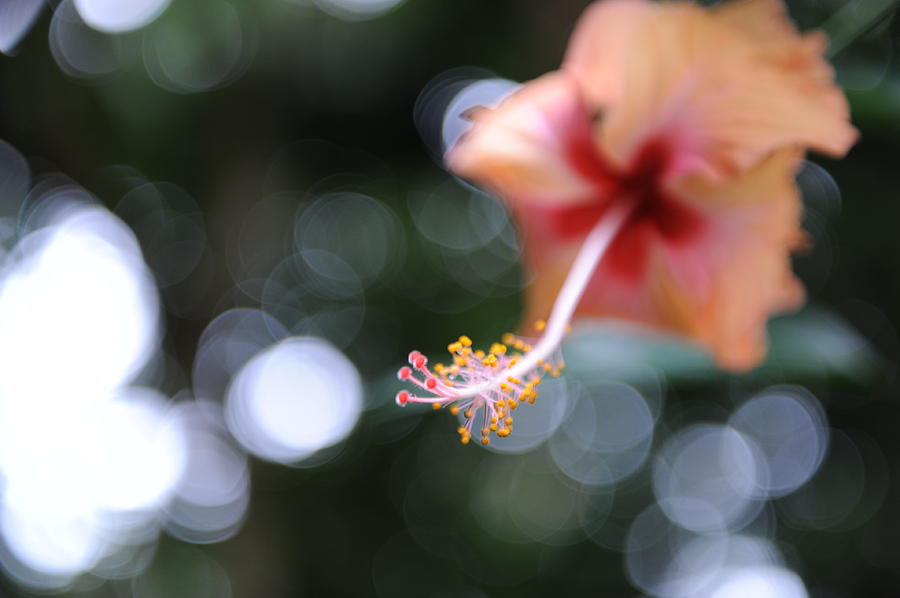 Nature Photograph - Hibiscus by Jessica Rose