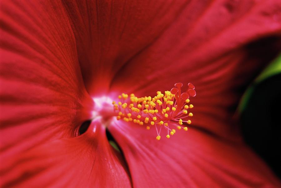 Hibiscus Photograph by Jim Benest
