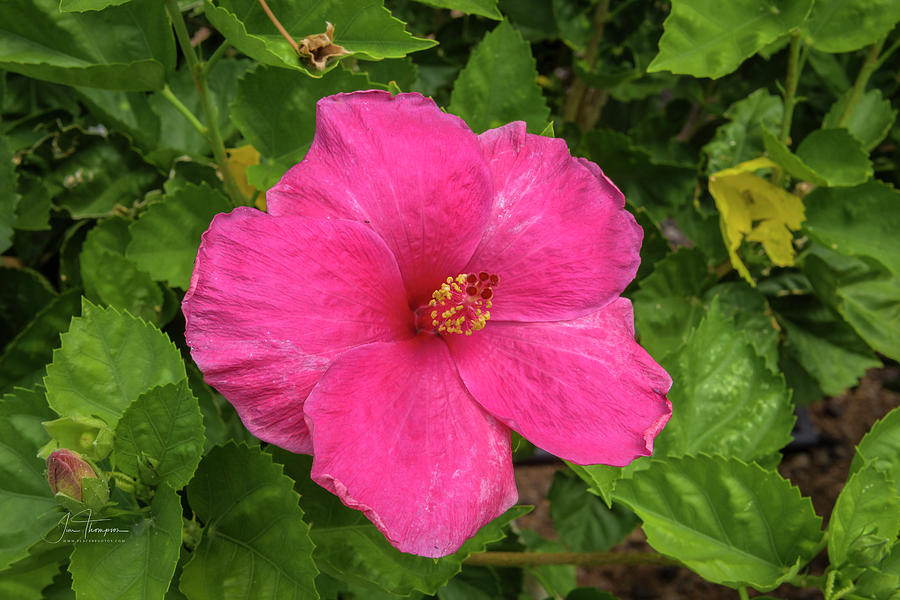 Hibiscus Photograph by Jim Thompson