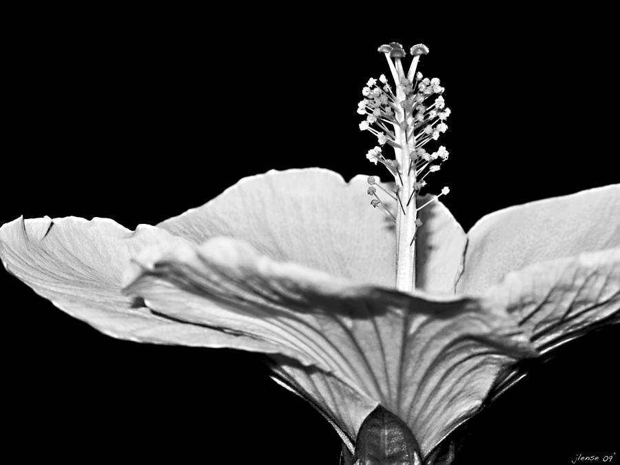 Hibiscus Photograph by JoAnn Lense