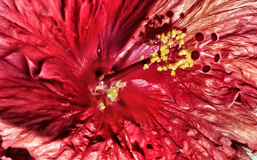 Hibiscus Photograph by Joseph Ferguson