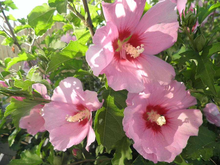 Hibiscus Photograph by Kate Gallagher - Fine Art America