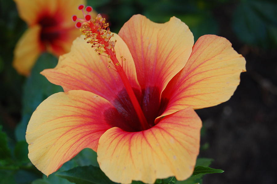 Hibiscus Photograph by Kelly Wade