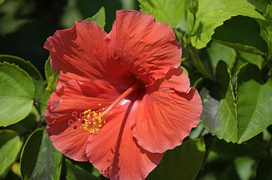Hibiscus Photograph by Kenneth Albin
