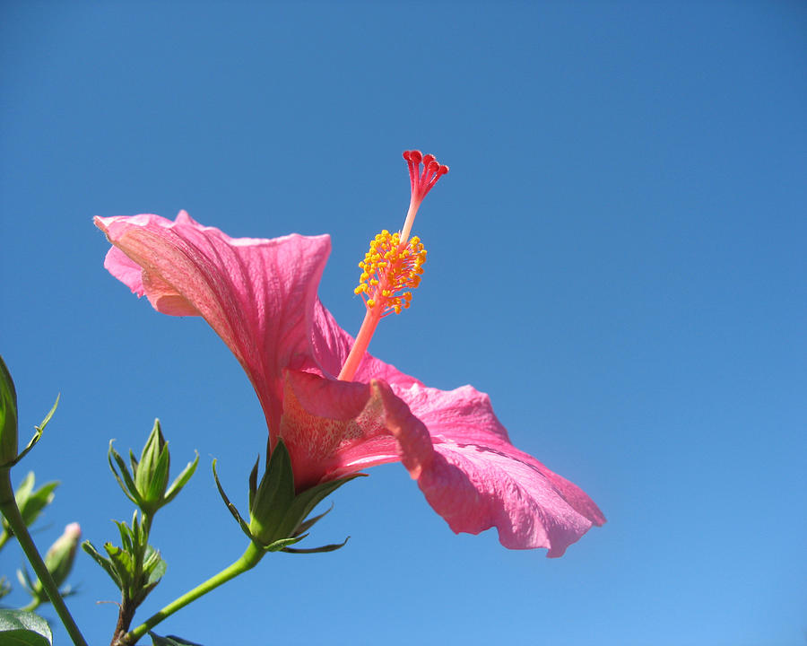 Hibiscus Photograph by Larah McElroy