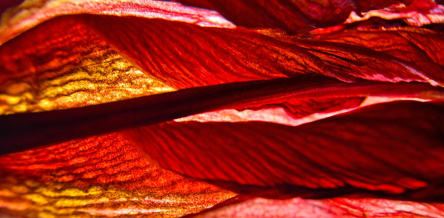 Hibiscus Lava Photograph by Jean Booth