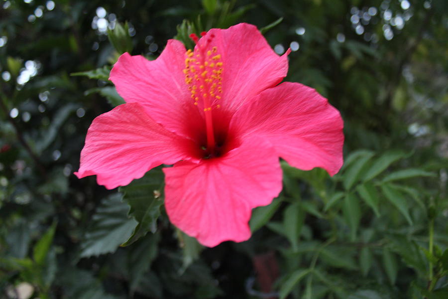 Hibiscus looking Flower, Kodaikanal Photograph by Jennifer Mazzucco