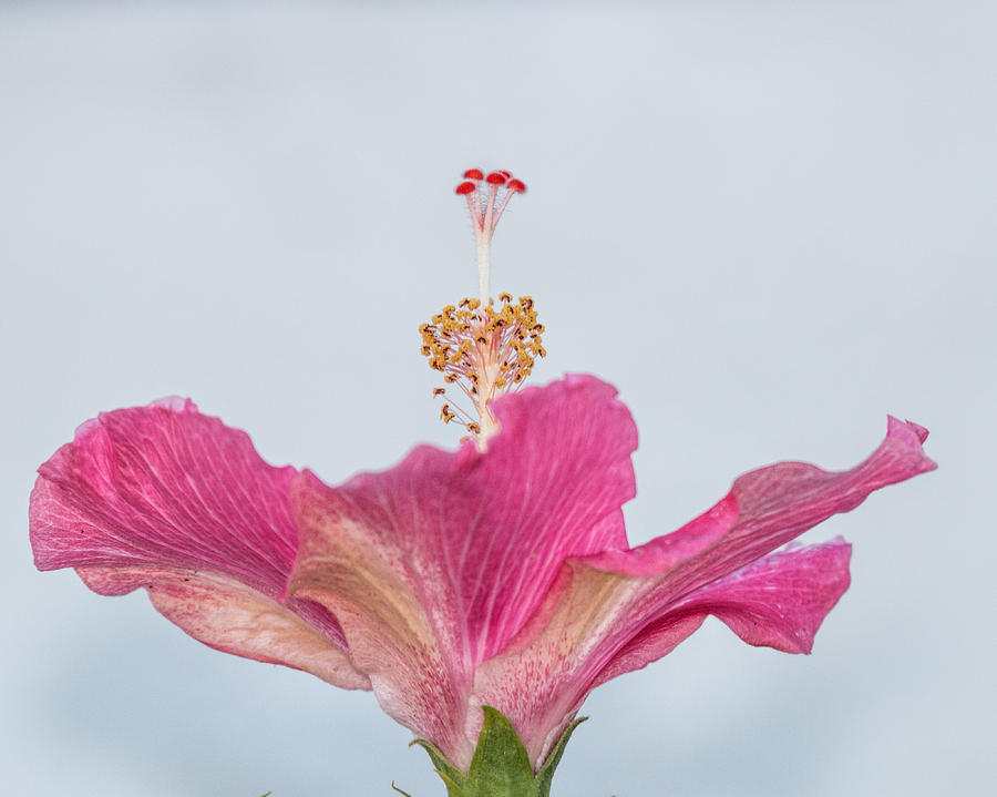Hibiscus Looking Upward Photograph by Dorothy Cunningham