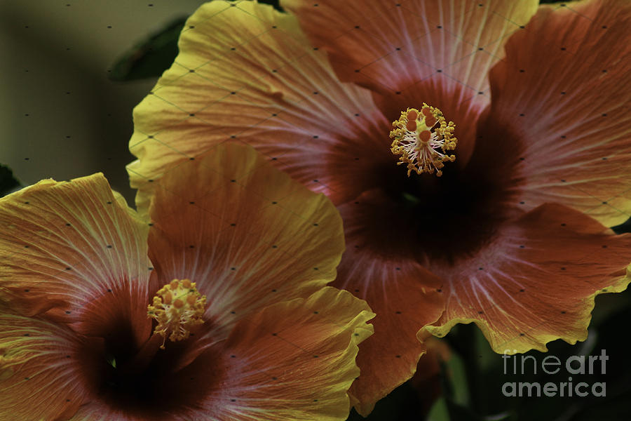 Hibiscus Photograph by Lori Mellen-Pagliaro