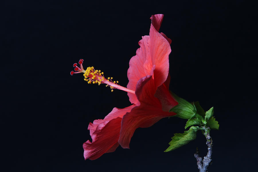 Flowers Still Life Photograph - Hibiscus by Lynn Berreitter