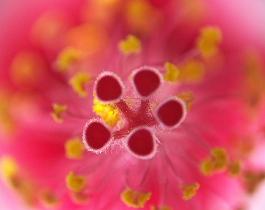 Hibiscus Macro Abstract Photograph by Ernest Echols
