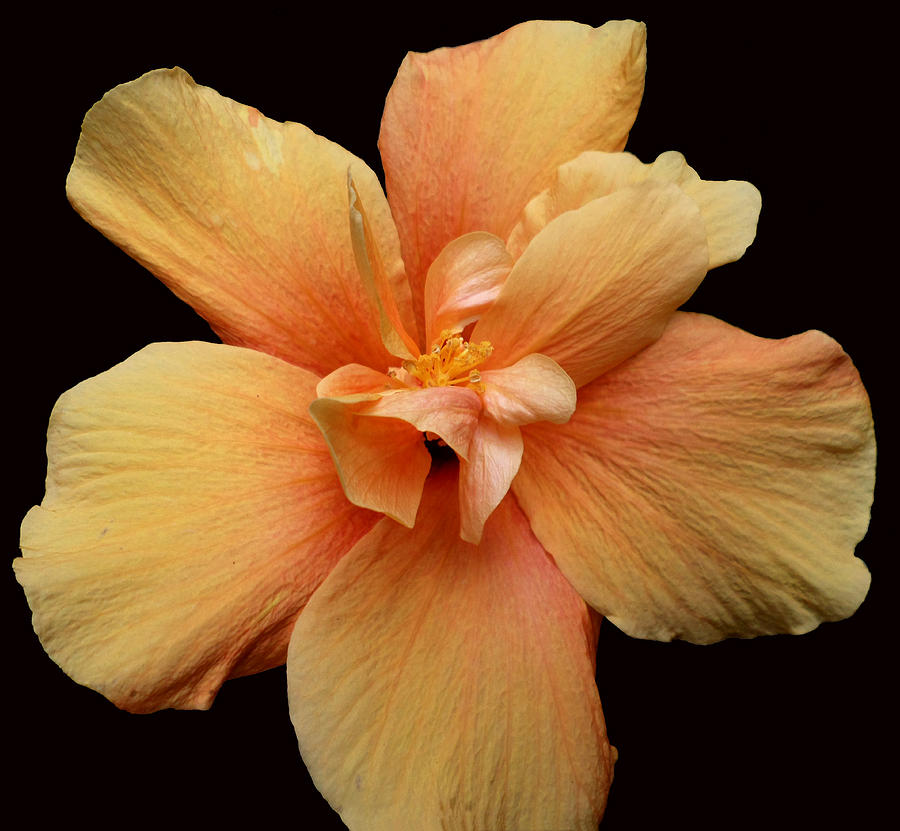 Flor De Jamaica Photograph - Hibiscus  by Madalena Lobao-Tello
