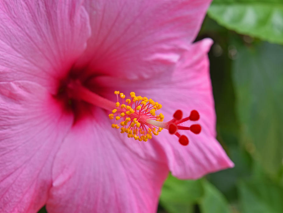 Hibiscus Photograph by Maria Keady
