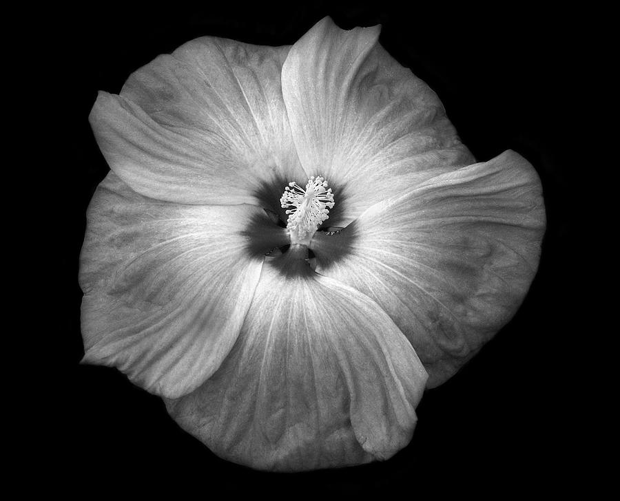 Hibiscus study Photograph by Marilyn Hunt