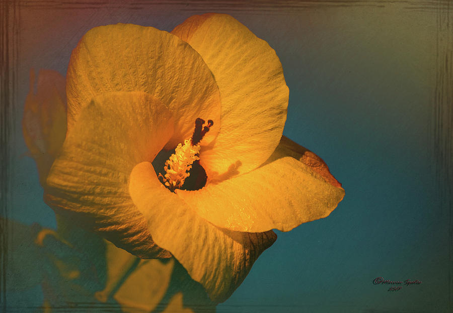 Nature Photograph - Hibiscus by Marvin Spates