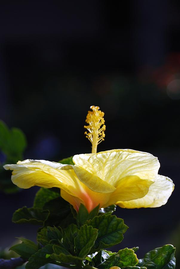 Hibiscus Morning Photograph by Debbie Karnes