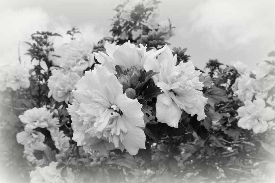 Hibiscus Mutabilis - BW Photograph by Beth Vincent