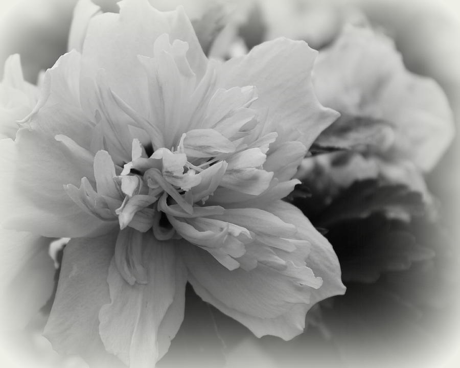 Hibiscus Mutabilis II - BW Photograph by Beth Vincent
