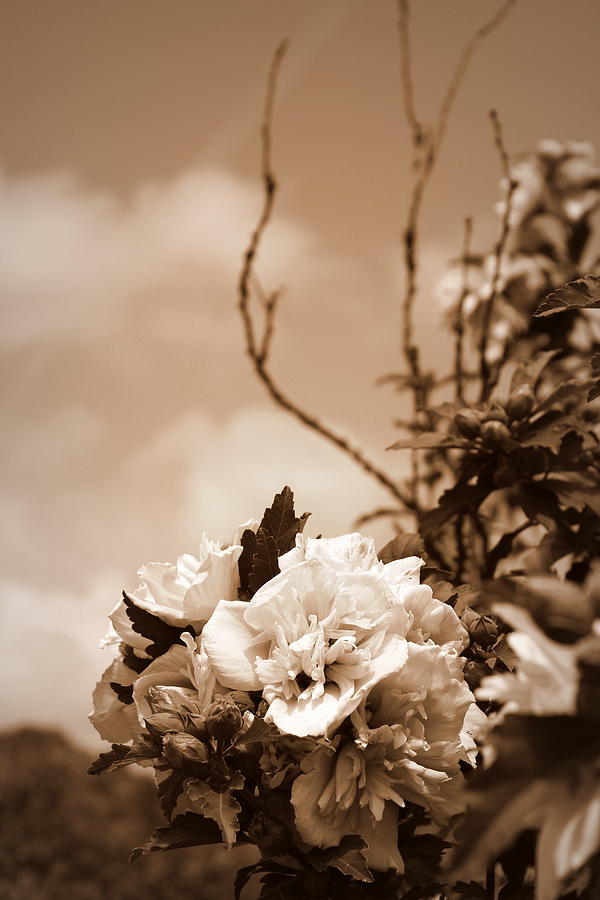 Hibiscus Mutabilis - Sepia Photograph by Beth Vincent