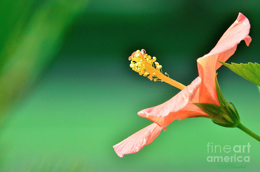 Hibiscus Natural Beauty Photograph by Debby Pueschel