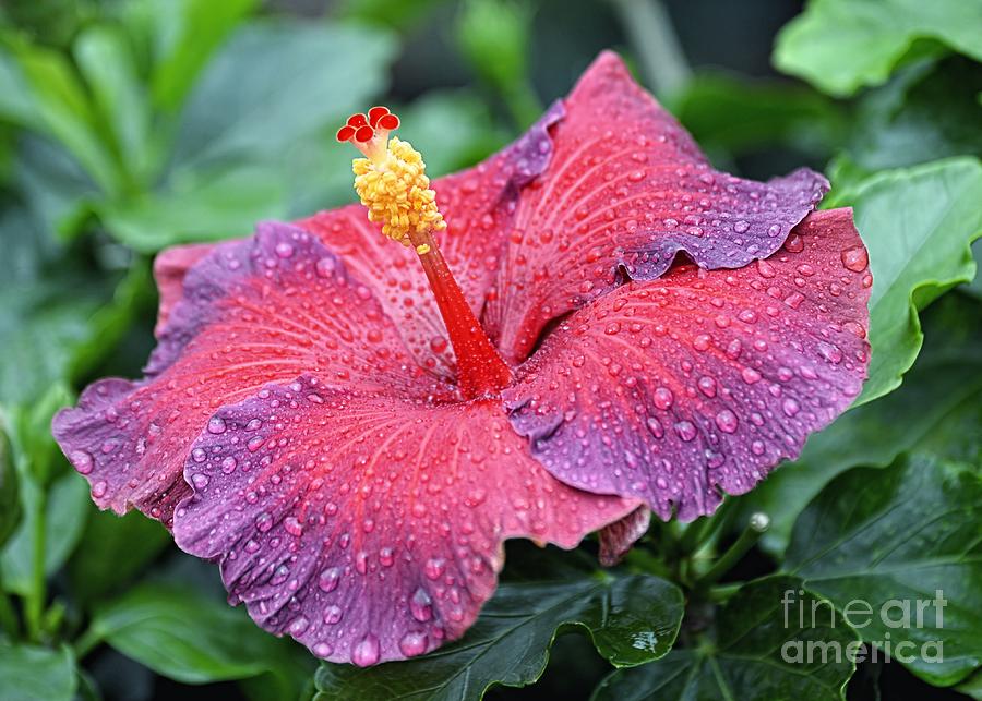 Hibiscus Night Fire Photograph by Sharon Woerner