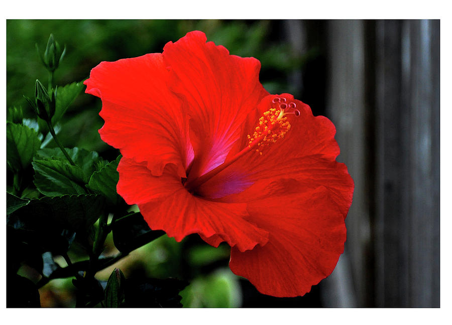 Hibiscus Number One Photograph by David Hamilton