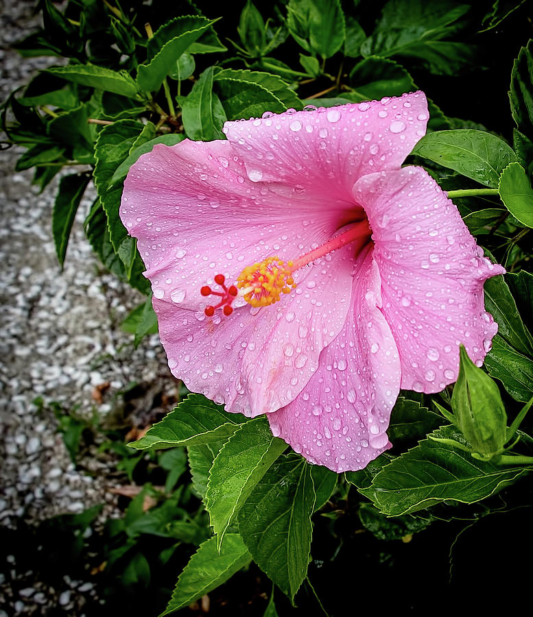 Hibiscus On A Rainy Day Photograph by Richard Goldman
