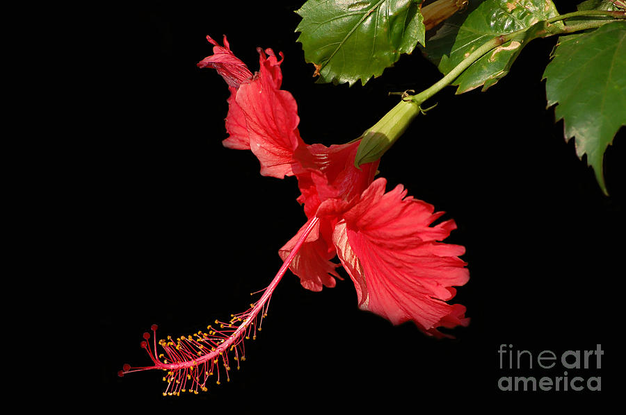 Washington Nationals Black Dark Blue Hibiscus Black Background 3D