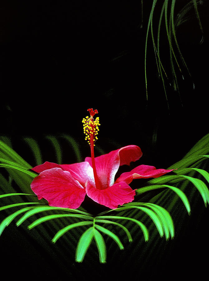 Hibiscus on frond Photograph by John Bartosik