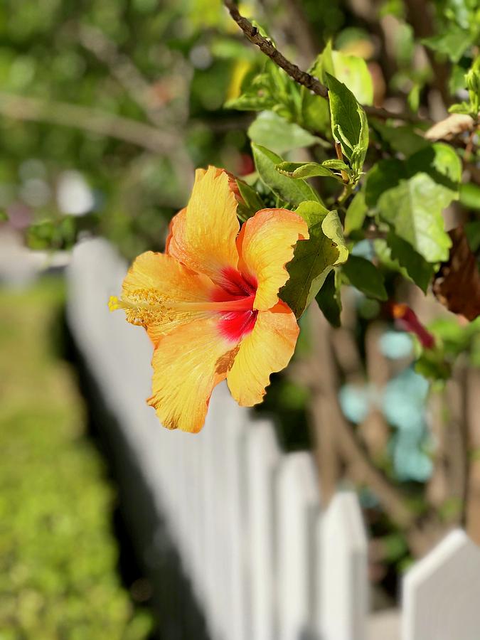 Hibiscus On The Fence Line   Photograph by Brian Eberly