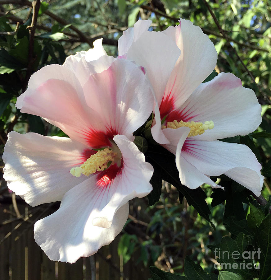 Hibiscus Pair Photograph by CAC Graphics