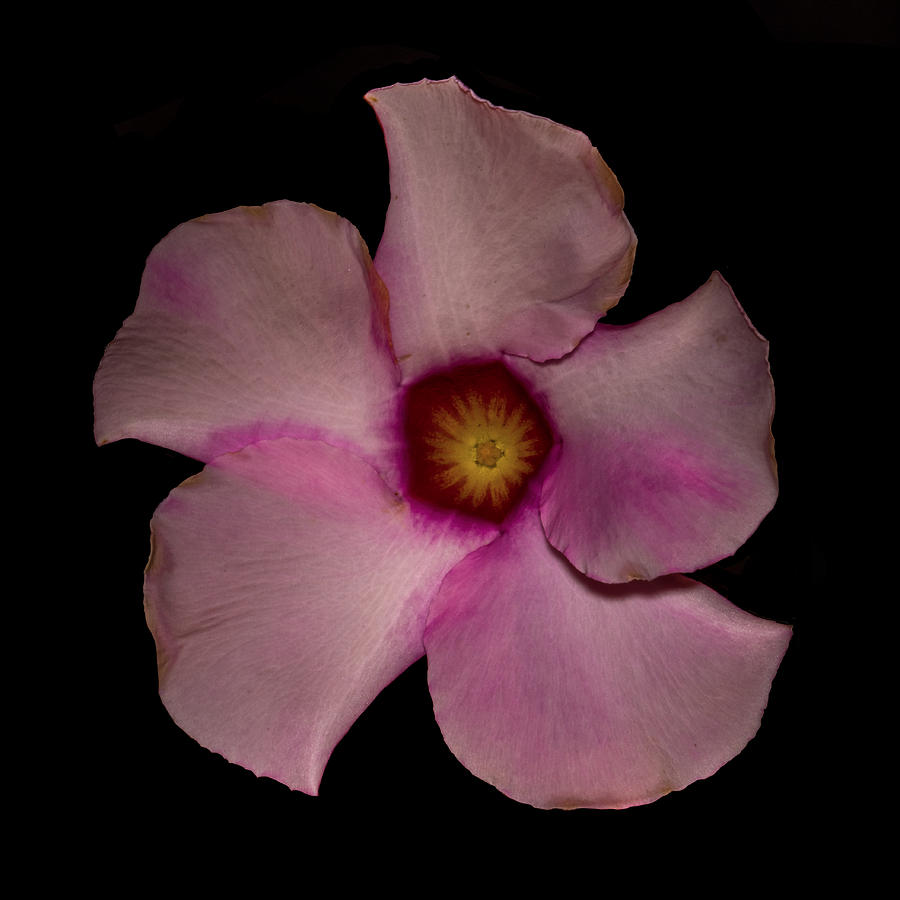 Hibiscus Photograph by Paul Freidlund