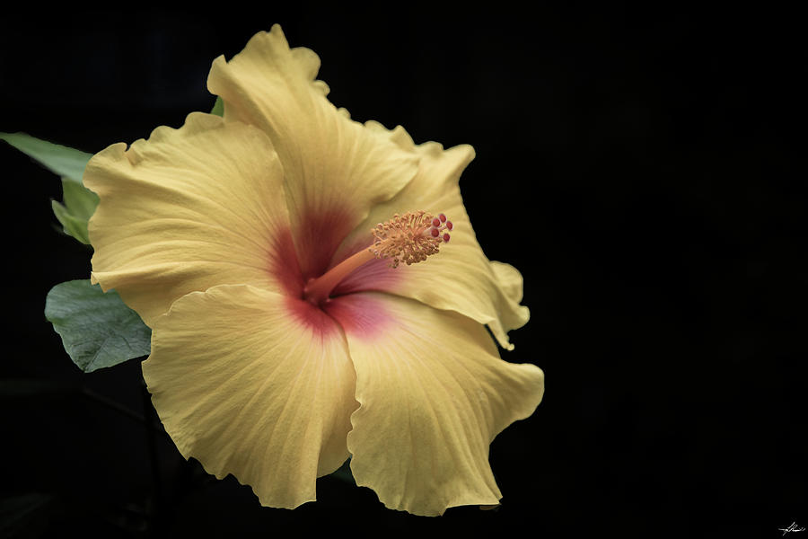 Flowers Still Life Photograph - Hibiscus by Phil And Karen Rispin