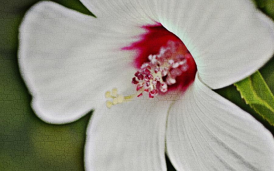 Hibiscus Crackle PhotoArt_2c Photograph by Walter Herrit