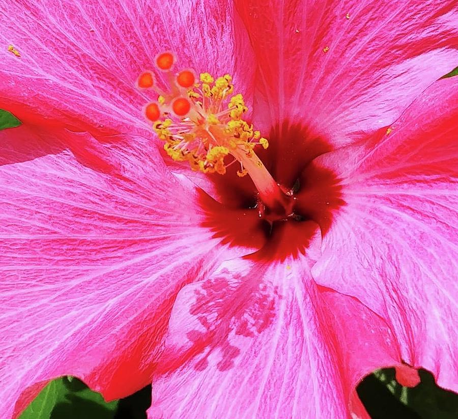 Hibiscus Pink Lady Brush Stroke by Mother Nature 1 Photograph by Deborah Lacoste