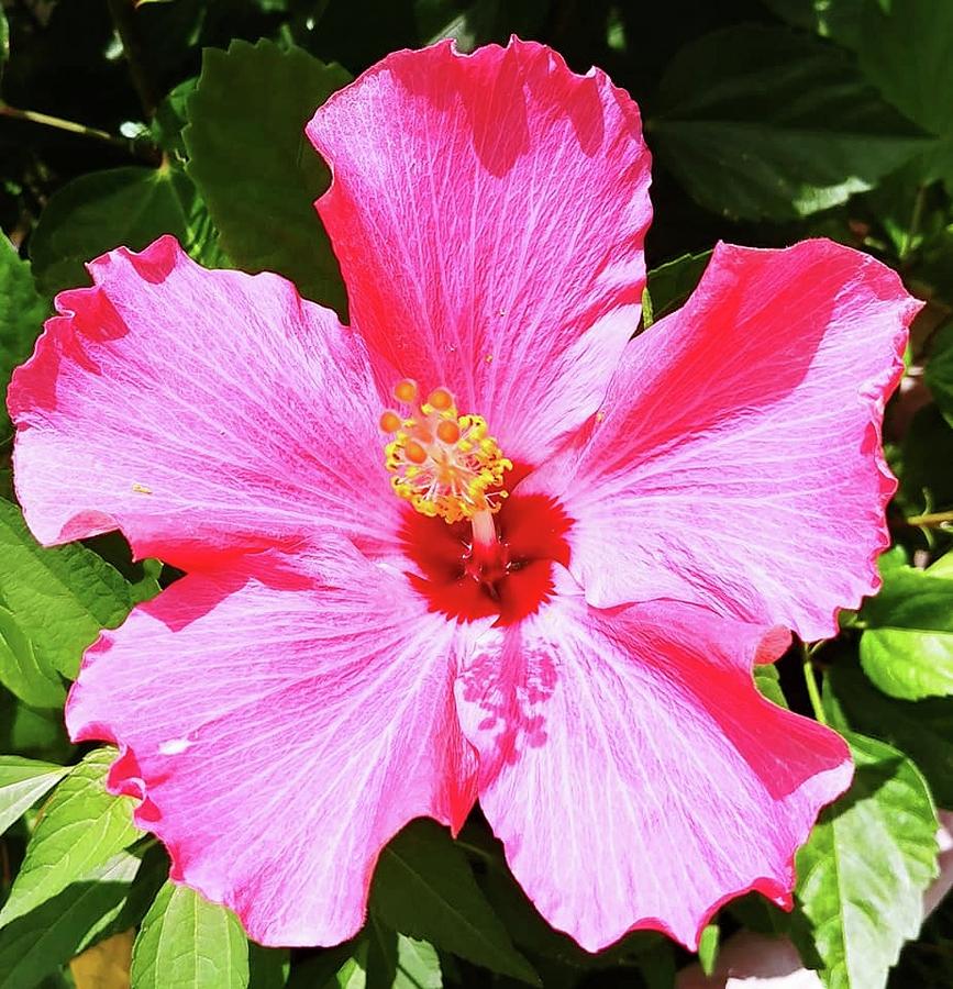 Hibiscus Pink Lady Brush Stroke by Mother Nature 2 Photograph by Deborah Lacoste