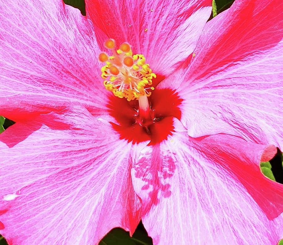 Hibiscus Pink Lady Brush Stroke by Mother Nature 3 Photograph by Deborah Lacoste