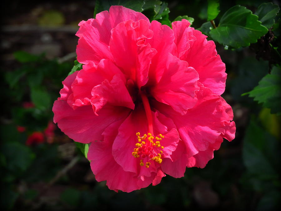 Hibiscus Pink Ruffles Photograph by WanderBird Photographi | Fine Art ...