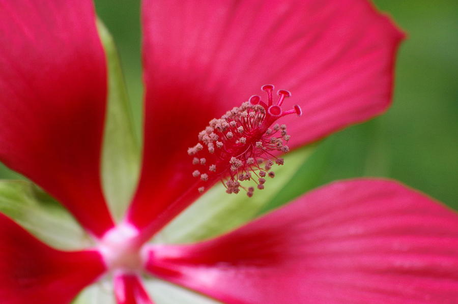 Up Movie Photograph - Hibiscus Pistil 2 by Aaron Rushin
