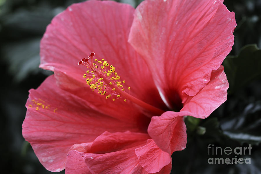 self portrait hibiscus