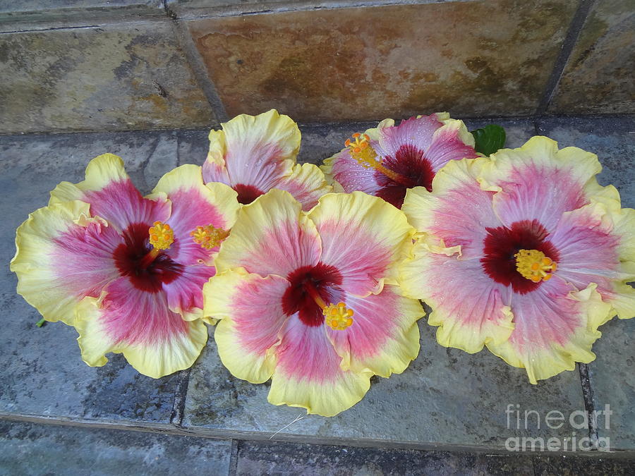 Hibiscus Quints Painting by Jenny Lee