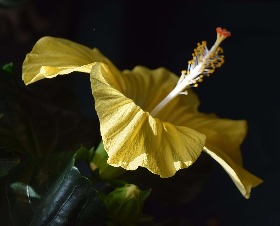 Yellow Hibiscus Photograph - Hibiscus by R  Allen Swezey