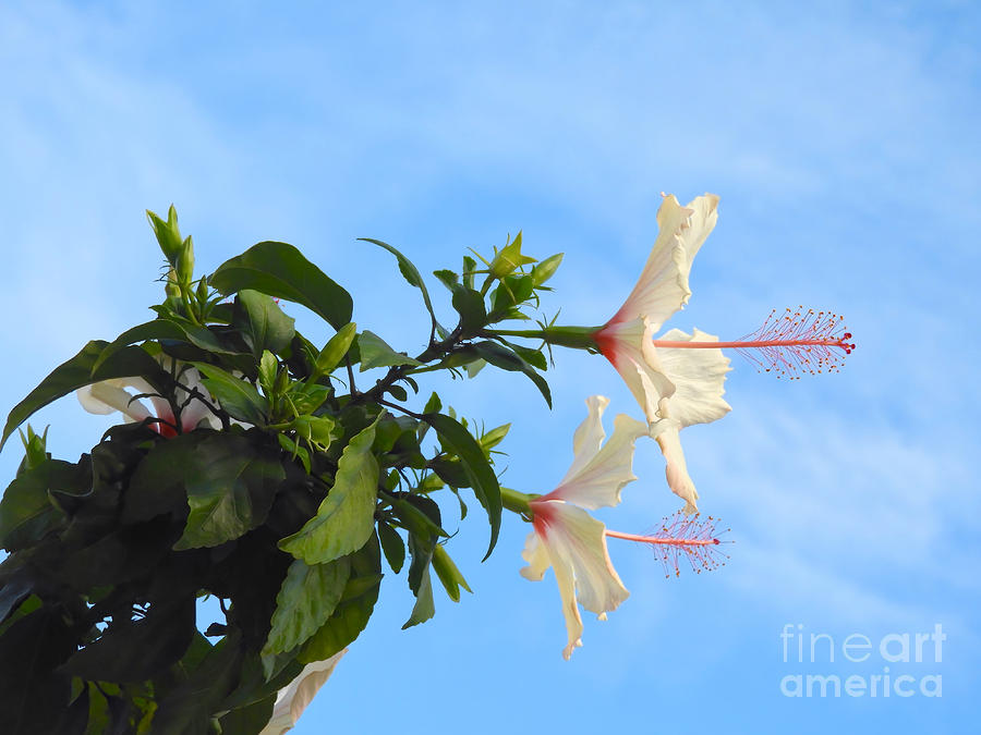 Hibiscus Reaching Photograph by Beth Myer Photography