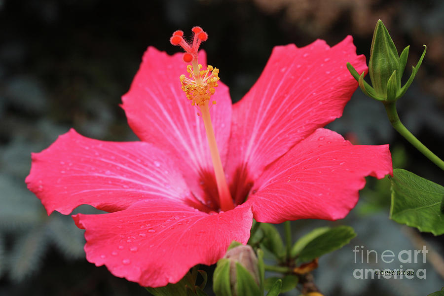 Hibiscus Red Flower Painting by Corey Ford