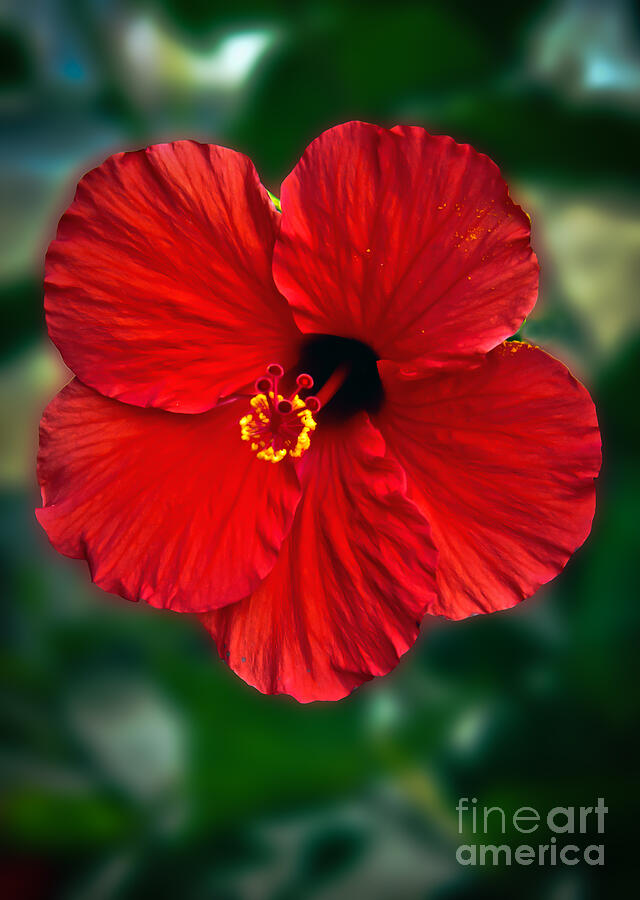 Flower Photograph - Hibiscus by Robert Bales