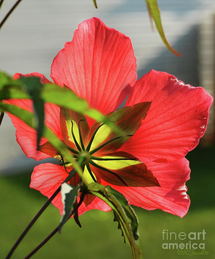 Hibiscus Photograph by Rod Farrell