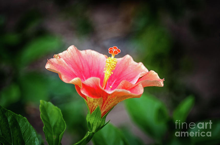 Hibiscus rosa sinensis Photograph by Michelle Meenawong