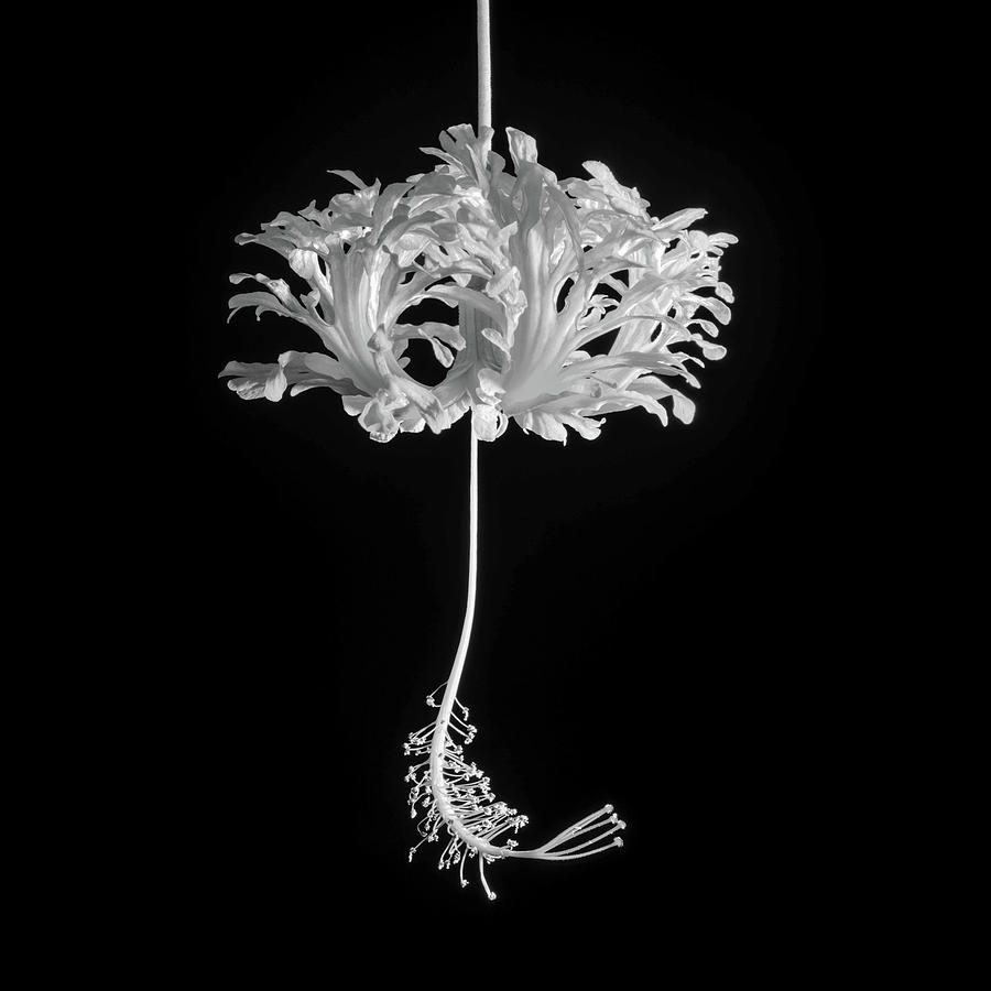 Hibiscus Schizopetalus Against a Black Background in Black and White Photograph by Christopher Johnson